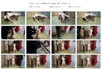 【XRYC317】嗷嗷肉丝内衣，胶带封嘴，桌缚tj，竹竿放置！