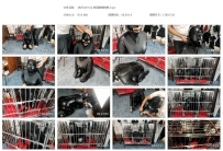 【MTL0012】皮具狗笼拘禁