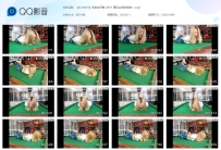 【SCY0016】紧身牛仔裤+白T！驷马台球陪练师！