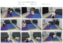 【MSYH0153】珊珊人型犬k9捆绑体验